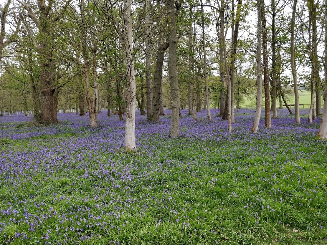 Bluebells in the toad woods