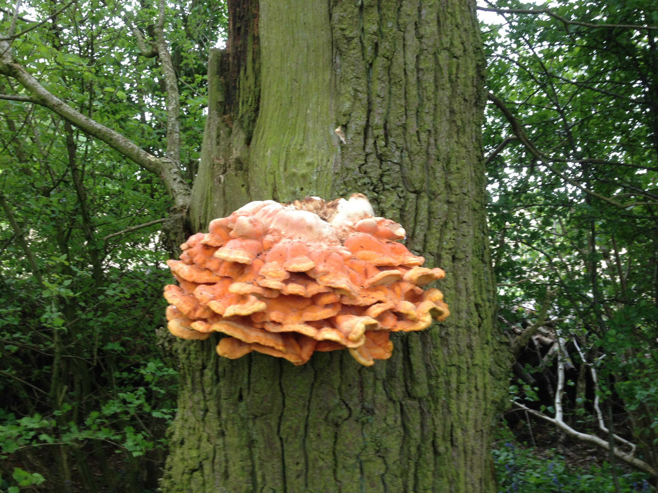Fungus on oak tree IMG_0864