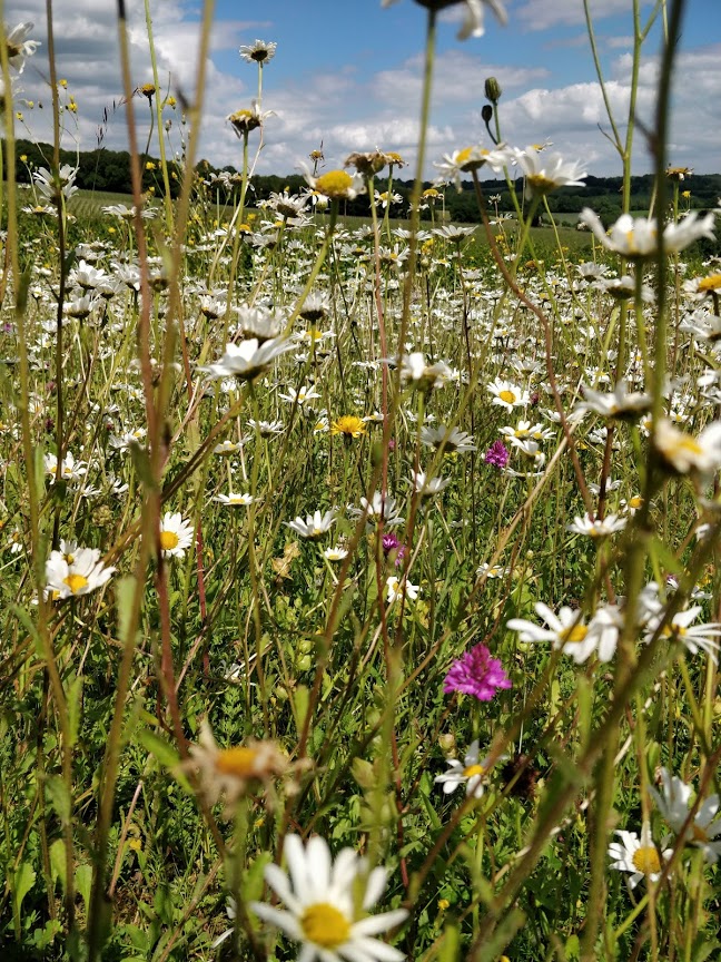 Marniew's wild flower meadow in June