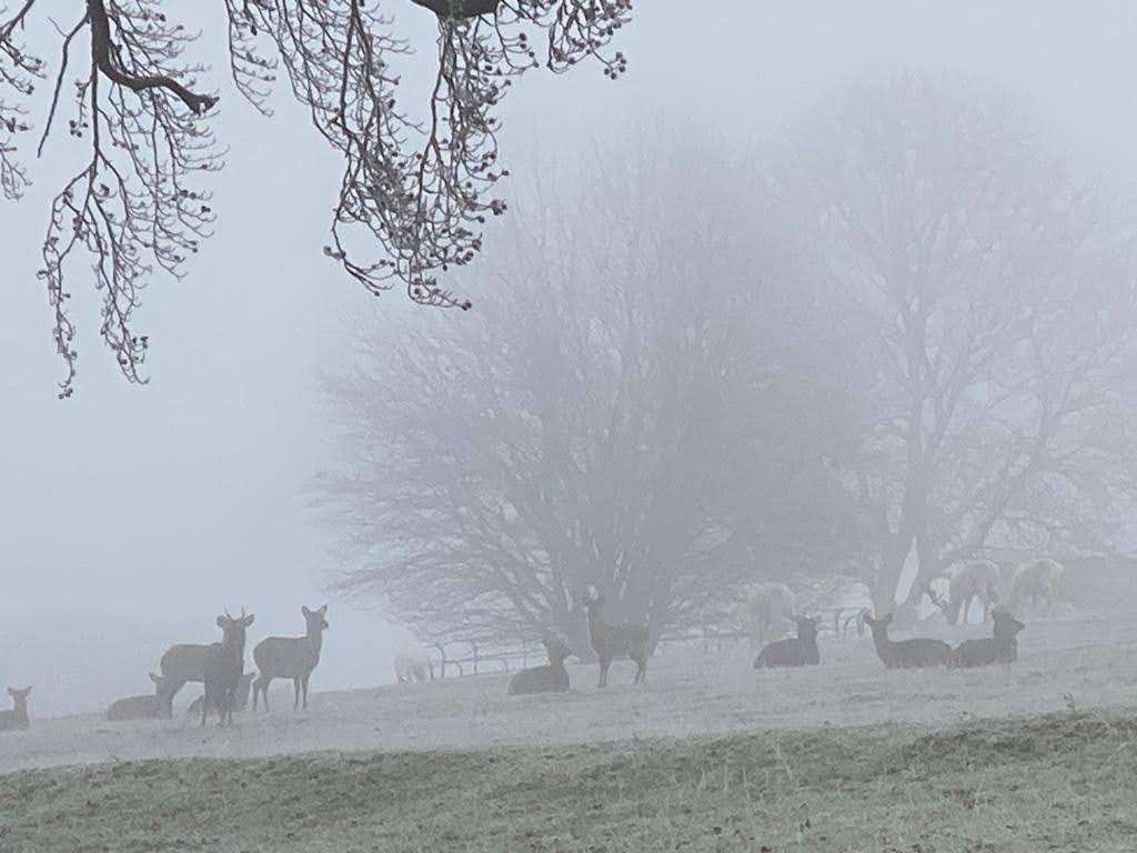 deer grazing in mist